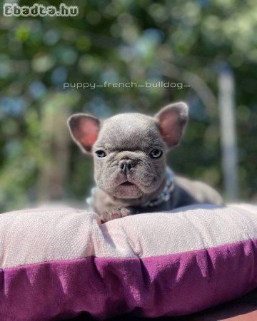 French bulldog