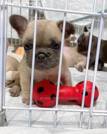 French bulldog