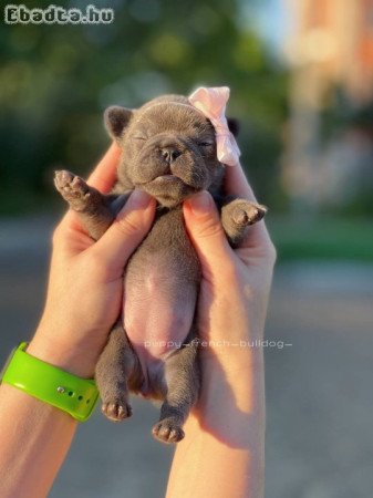 French bulldog