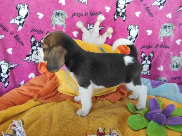 Mini Beagle