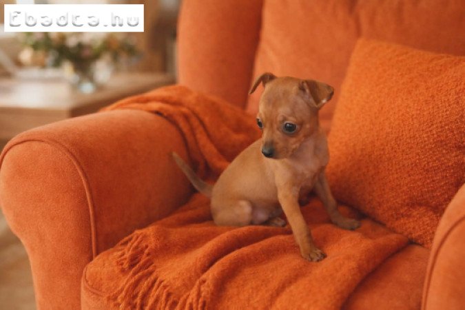 Eladó törpe pinscher