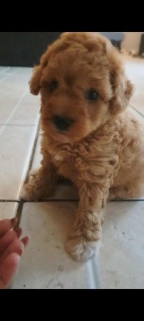 Máltai+uszkár=Maltipoo havanese bichon