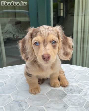 Dachshund puppies rehoming and adoption