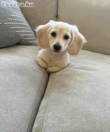 Dachshund puppies rehoming and adoption