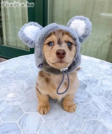 Dachshund puppies rehoming and adoption