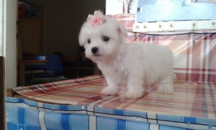 Bichon Havanes