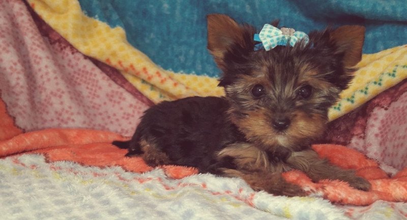 Yorkshire terrier