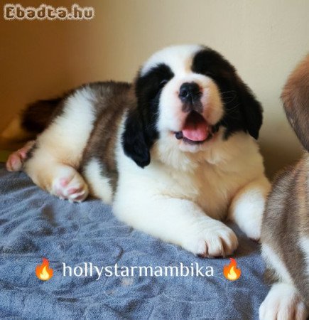 Eladó Bernáthegyi minőségi szuka kiskutya