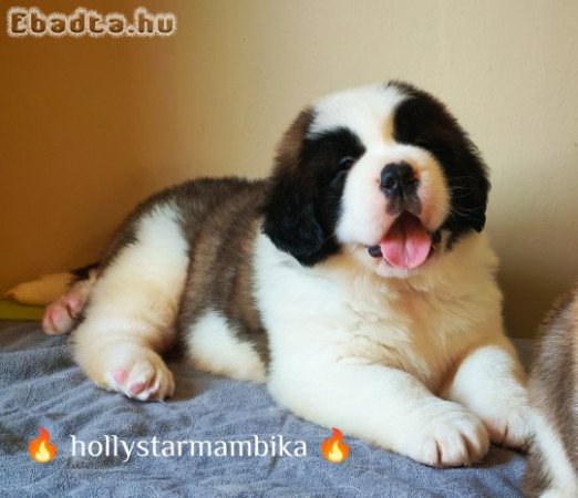 Eladó Bernáthegyi minőségi szuka kiskutya