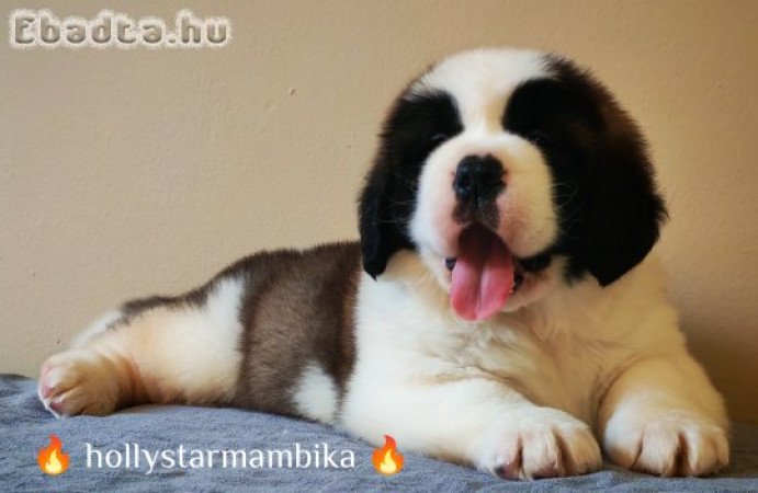 Eladó Bernáthegyi minőségi szuka kiskutya