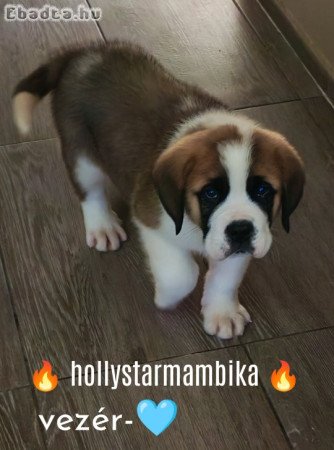 Eladó Bernáthegyi minőségi kan kiskutya