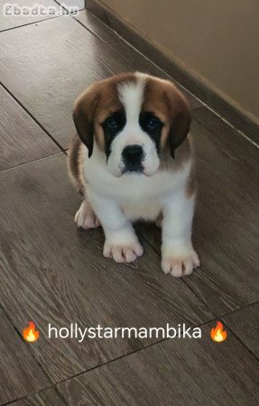 Eladó Bernáthegyi minőségi kan kiskutya