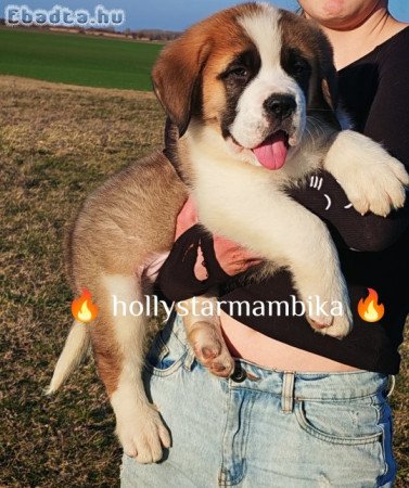 Eladó Bernáthegyi kiskutyák!