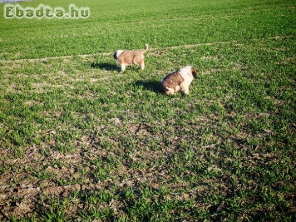 Eladó Bernáthegyi kiskutyák!