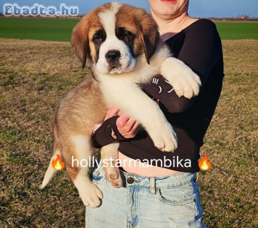 Eladó Bernáthegyi kiskutyák!