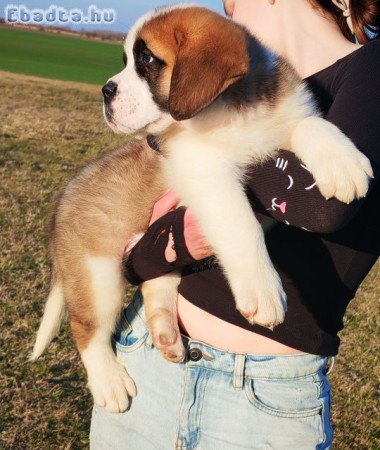 Eladó Bernáthegyi kiskutyák!