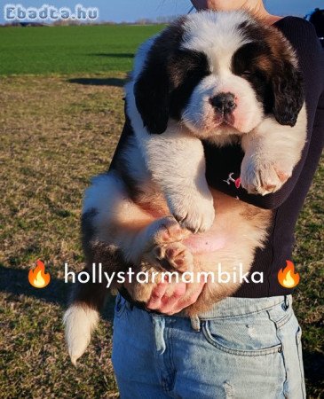 Extra Gyönyörű Szent Bernáthegyi szuka kiskutya