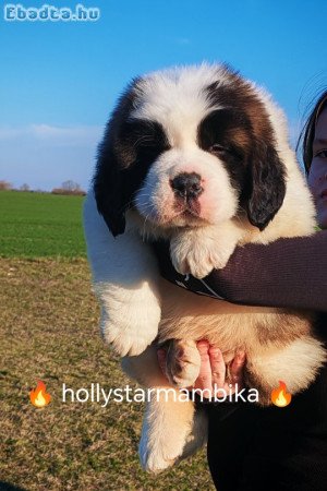 Extra Gyönyörű Szent Bernáthegyi szuka kiskutya