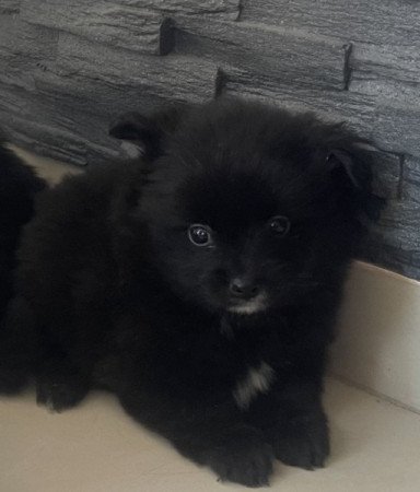 Pomerániai Törpe Spitz