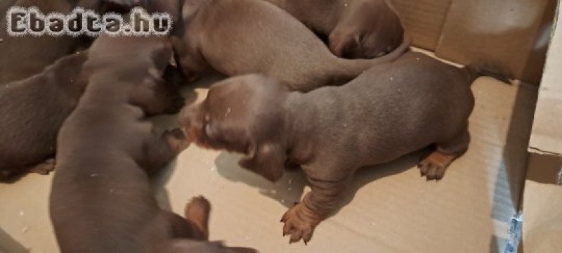 Csoki törpe tacskó kiskutyák eladók