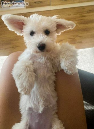 Màltai fél êves kislàny kutyus