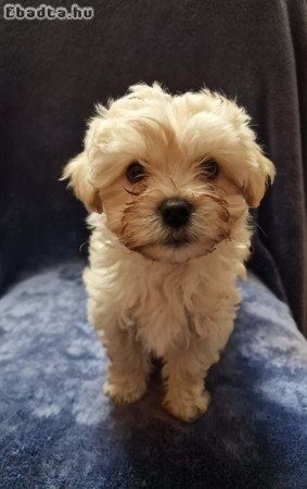 Bichon Havanes kiskutyák Kecskeméten