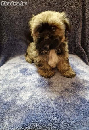 Bichon Havanes kiskutyák Kecskeméten