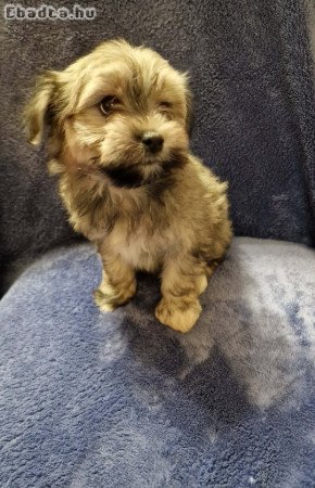 Bichon Havanes kiskutyák Kecskeméten