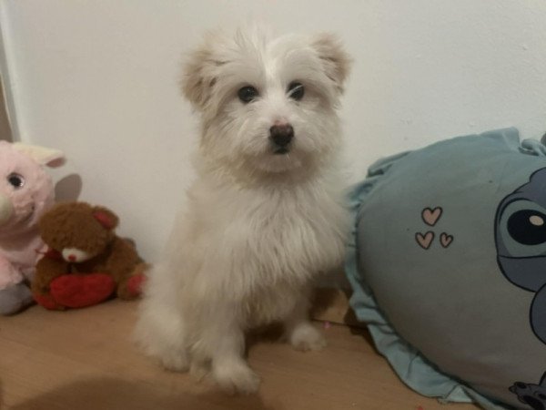 Bichon Havanese