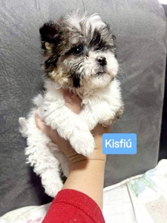 Bichon Havanese