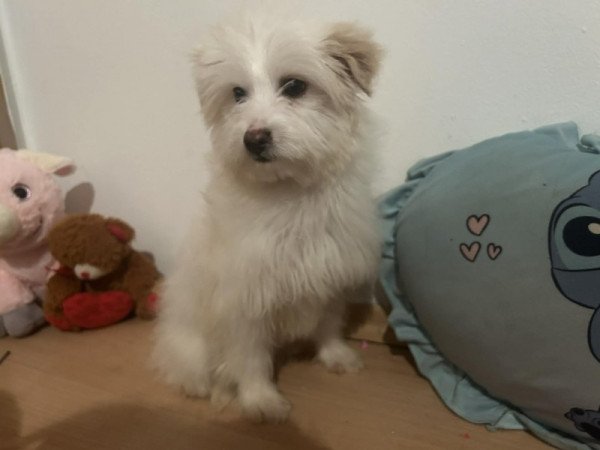 Bichon Havanese
