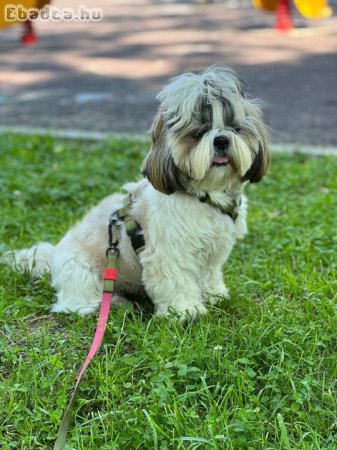 Shih tzu puppy