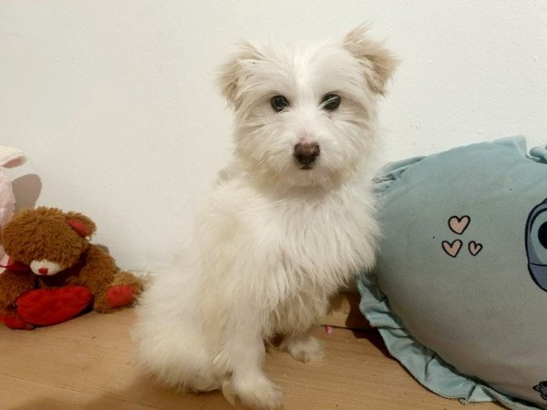 Bichon Havanese