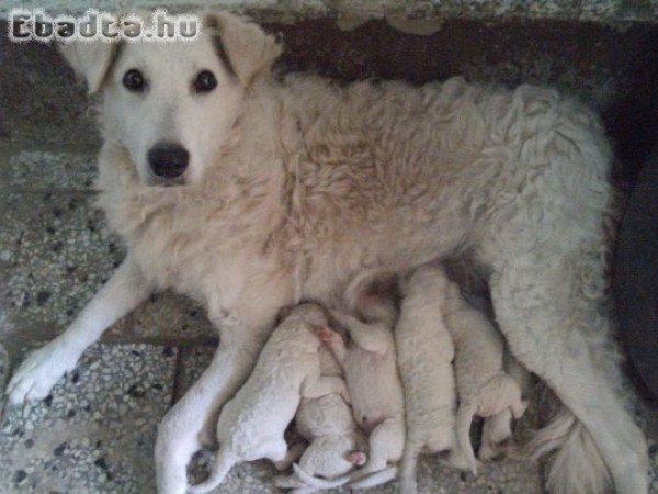 kuvasz kiskutyák eladók