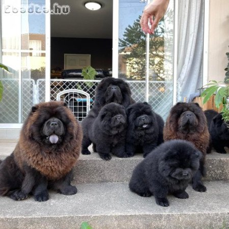 Chow chow puppy