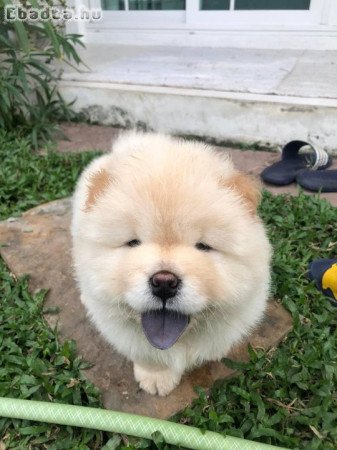 Chow chow puppy
