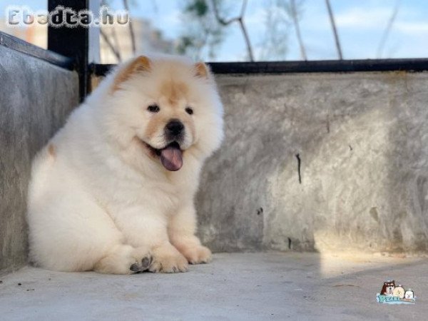 Chow chow puppy