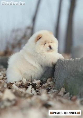 Chow chow puppy