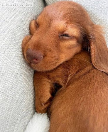 Mini Dachshund puppy