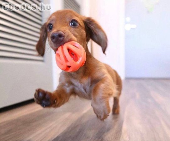 Mini Dachshund puppy