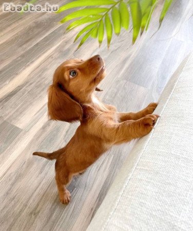 Mini Dachshund puppy