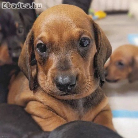 Mini Dachshund puppy