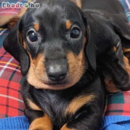 Mini Dachshund puppy