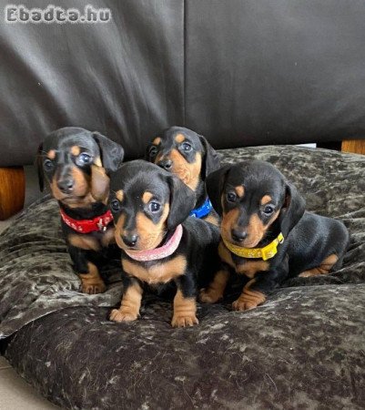 Mini Dachshund puppy