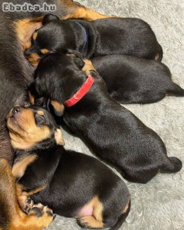 Mini Dachshund puppy