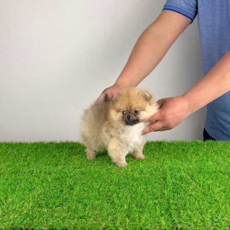 Pomerániai törpespitz