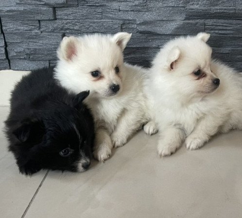 Pomerániai Törpe Spitz