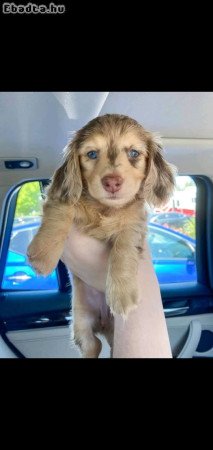 Dachshund mini sausage Puppies for adoption