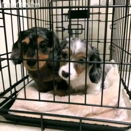 Dachshund mini sausage Puppies for adoption