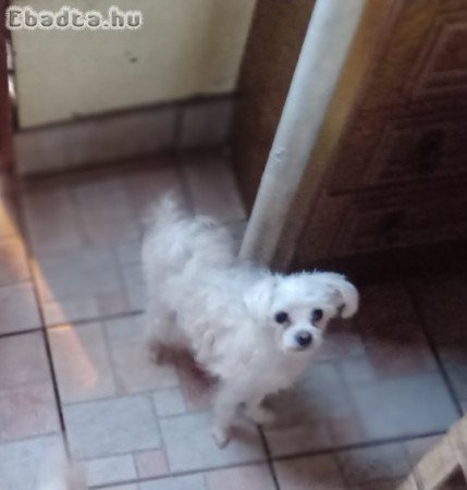 Mini Bichon Bolognese kislány!!